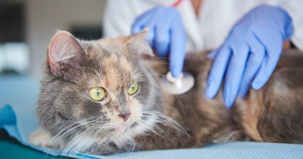 OMS alerta sobre posible nueva pandemia de gripe aviar; por ahora afecta a los gatos