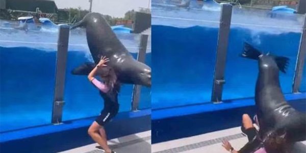 Lobo marino se hace viral por escapar de su piscina y aplastar a su entrenadora