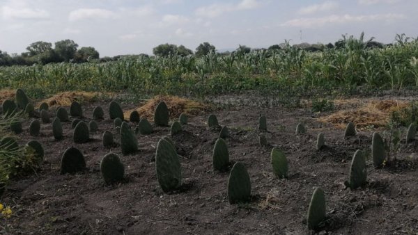 Usan aguas negras para cultivos de Tierra Blanca ante sequía en norte de Guanajuato