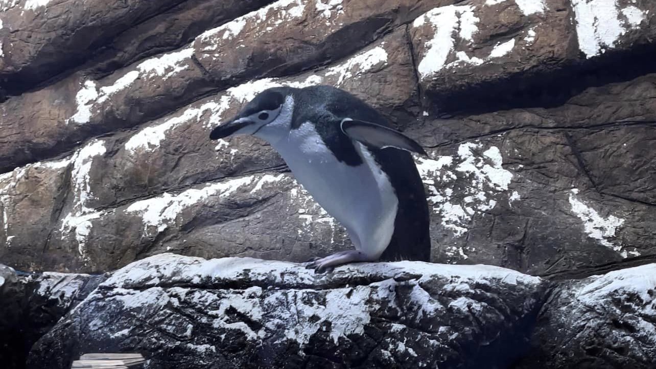 Llegan los pingüinos a Sealand León: ¿cuánto cuesta verlos y cómo es la experiencia?