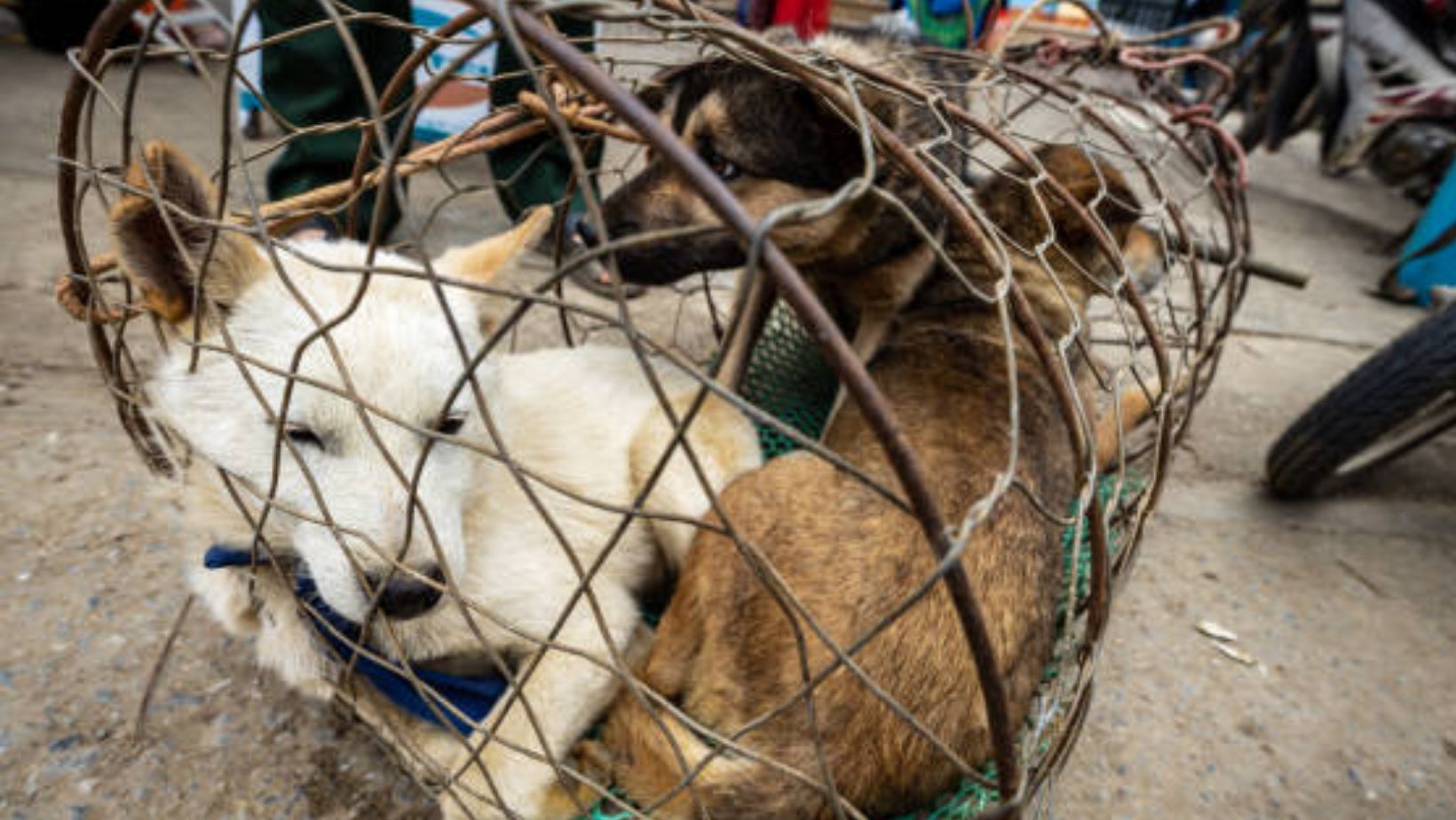 Denuncian aumento de violencia contra animales en Xichú, pero autoridades ignoran casos 