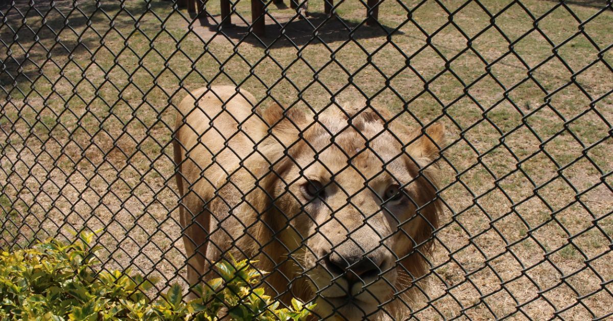 Diego Sinhue propone que Zoológico de León funcione como centro de rescate para la fauna local 