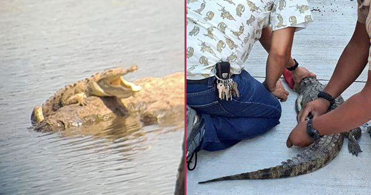 Son dos los cocodrilos en Refugio de Rosas en León; aseguran al más pequeño