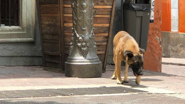 Se vive el Día Mundial del Perro en Guanajuato Capital con maltrato y omisión gubernamental