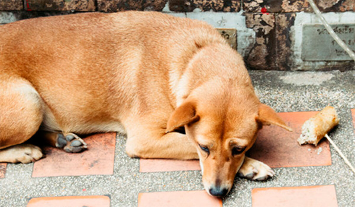 Indigna asesinato de perro en Irapuato; hombre le disparó