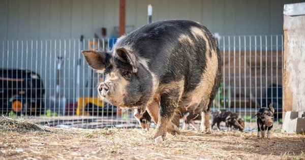 Clausuran granja porcina en San José Iturbide tras denuncias de irregularidades