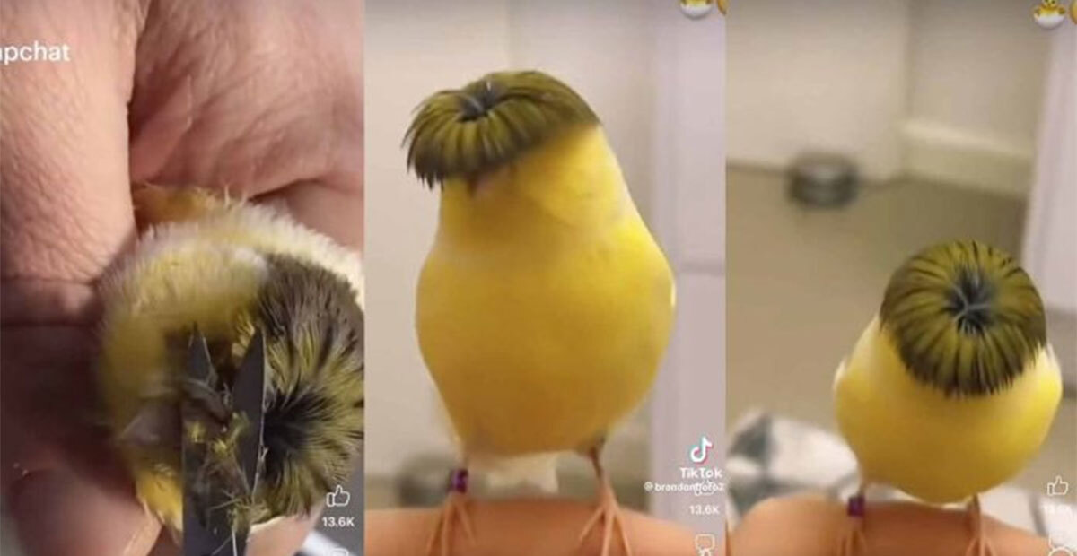 Pajarito se vuelve viral en redes por tener el corte de Peso Pluma 