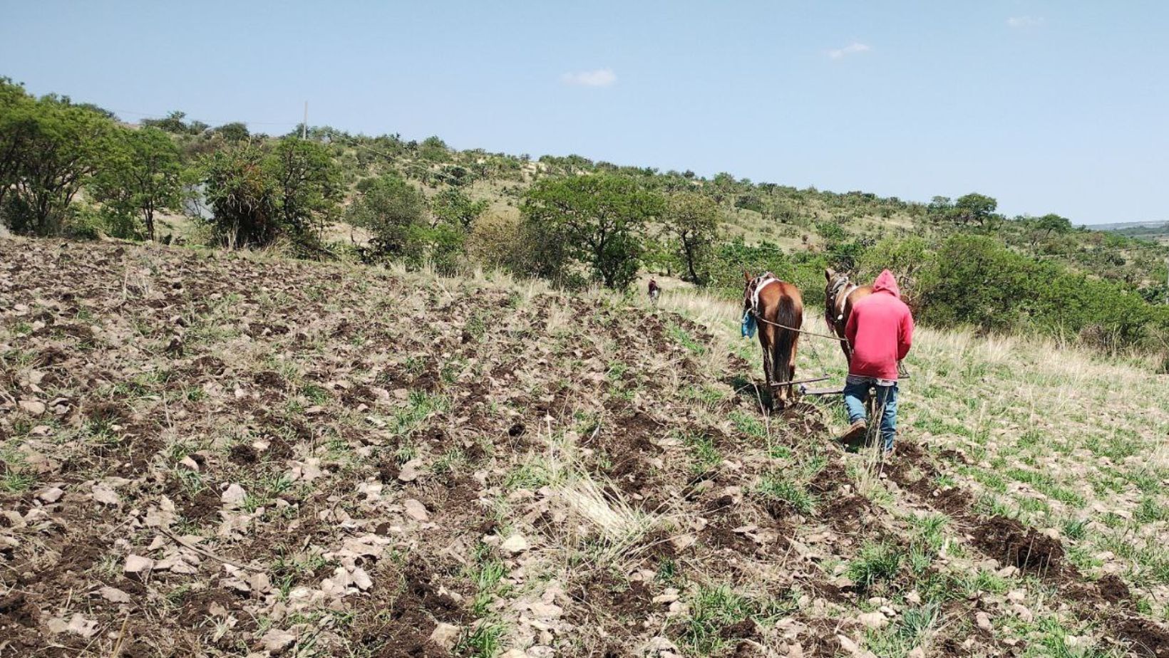 Sequía amenaza agricultura y abasto de agua en Acámbaro y Salamanca