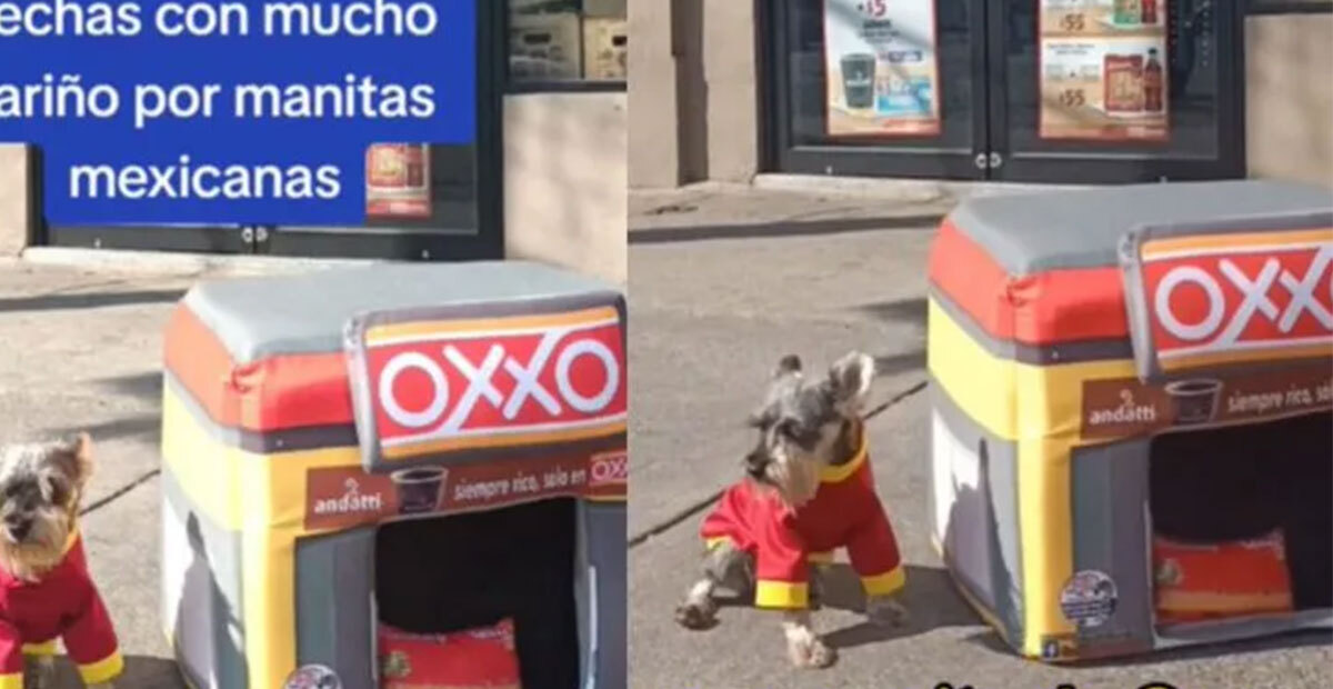 ¡Hermoso! Crean un ‘Oxxito de mascotas’ y se vuelve viral