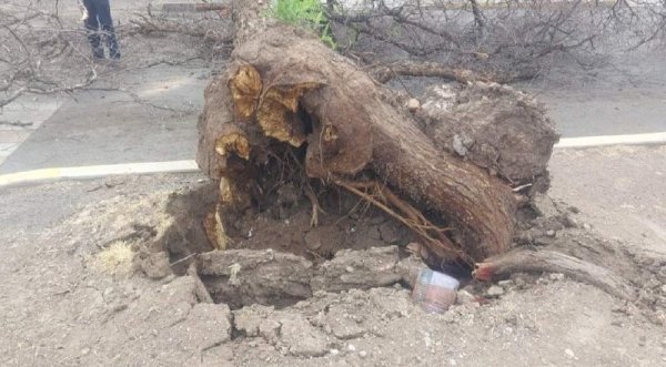 Lluvias y ventarrones tumban 12 árboles en Irapuato, algunos fuertes y sanos