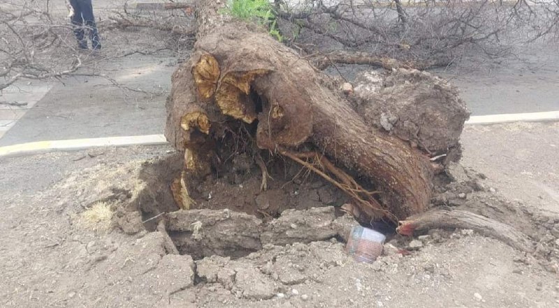 Lluvias y ventarrones tumban 12 árboles en Irapuato, algunos fuertes y sanos