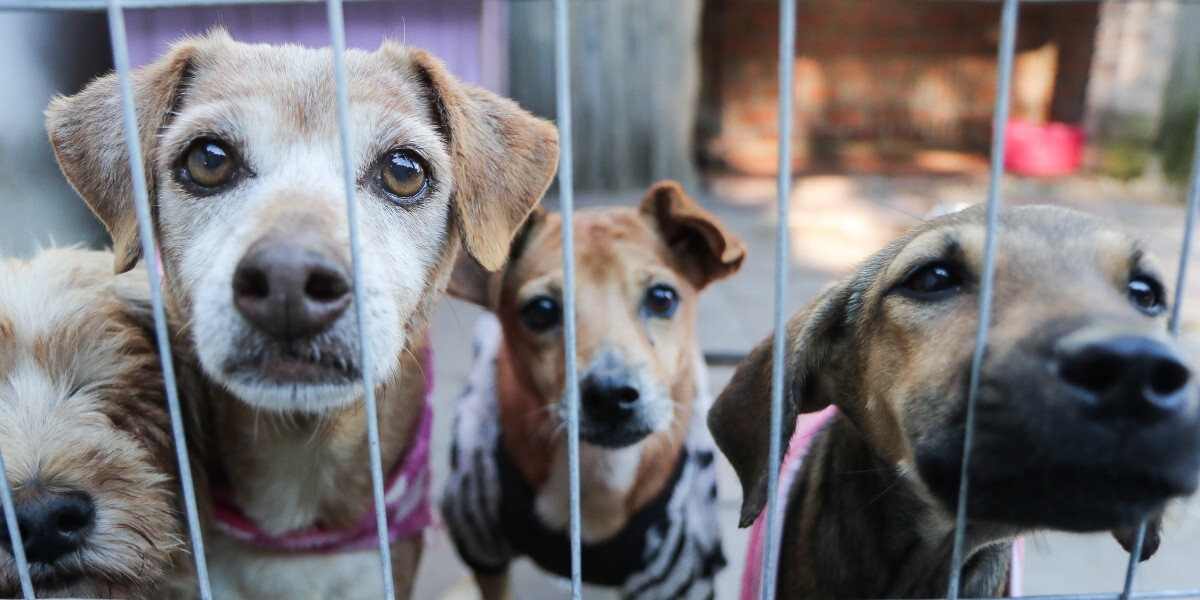 Venta ilegal de animales persiste en tianguis y mercados de Irapuato, denuncian activistas