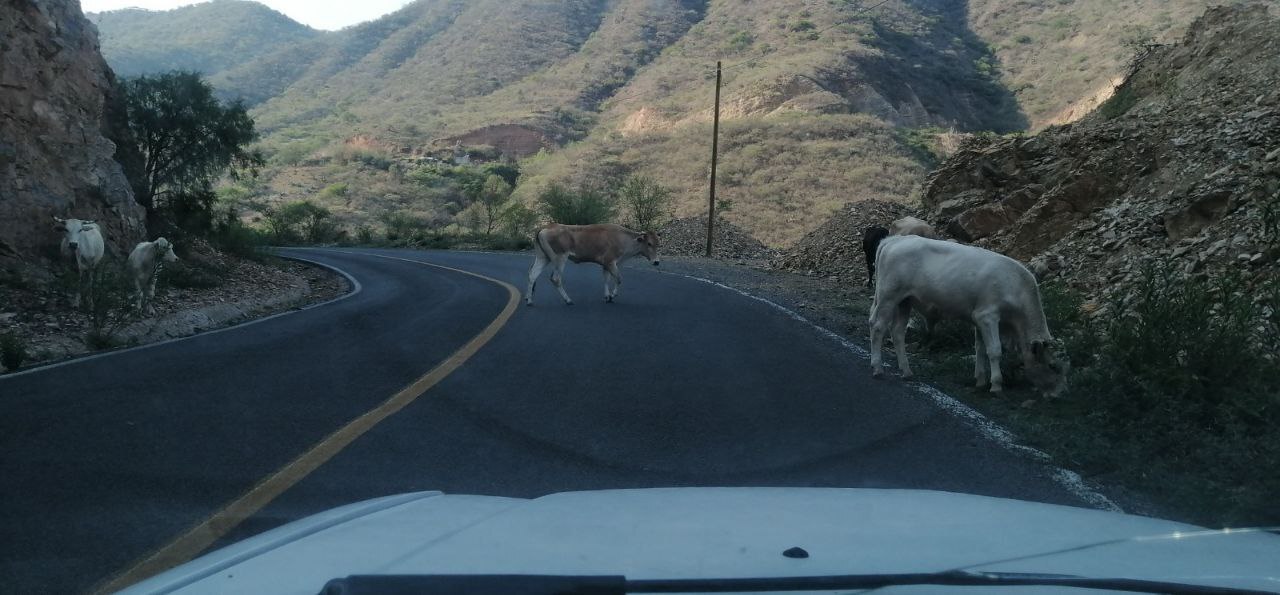 Advierten por aumento de accidentes en Xichú por cruce de animales 