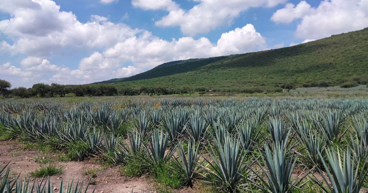 Congreso busca dar orden al cultivo de agave en Guanajuato: 'Si todos siembran, va a bajar el precio'