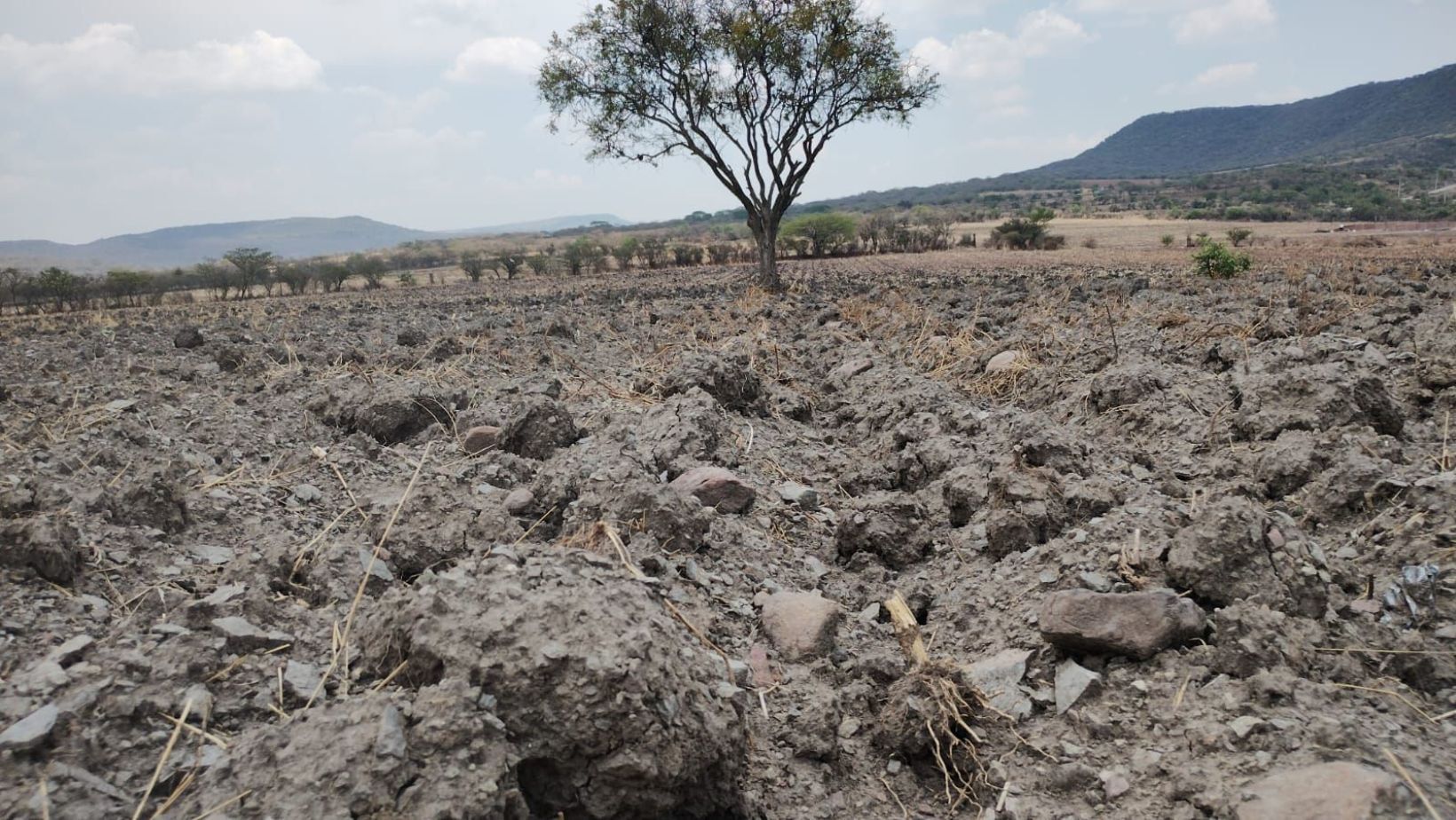 Sequía afecta gravemente cultivos en Guanajuato: Ejidatarios luchan contra escasez de lluvia