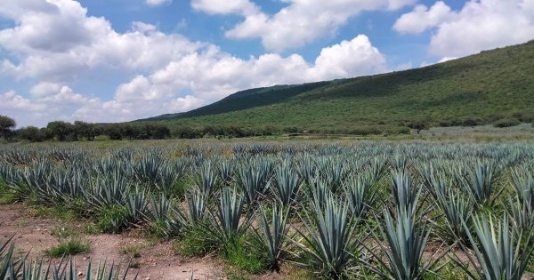 Congreso busca dar orden al cultivo de agave en Guanajuato: 'Si todos siembran, va a bajar el precio'