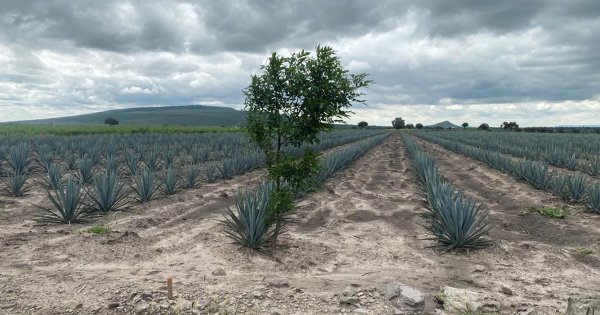 Pese a caída en el precio del agave, productores del sur de Guanajuato le siguen apostando al 'oro azul'