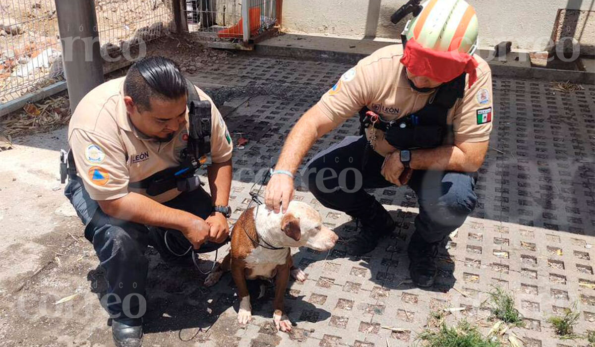 Paramédicos de León salvan a perrita que pasó días en cisterna intentando rescatar a sus cachorros