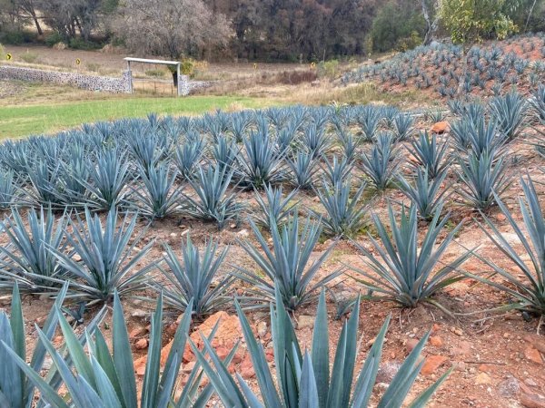 ¿Un Consejo Regulador del Agave? Esto proponen productores de Guanajuato para regular precios