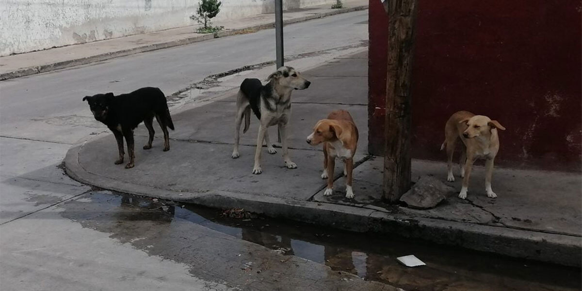 Control canino en Acámbaro busca a jauría de perros que ataca a población