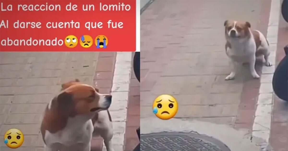 Perrito llorando al darse cuenta que lo abandonaron le rompe el corazón a las redes  