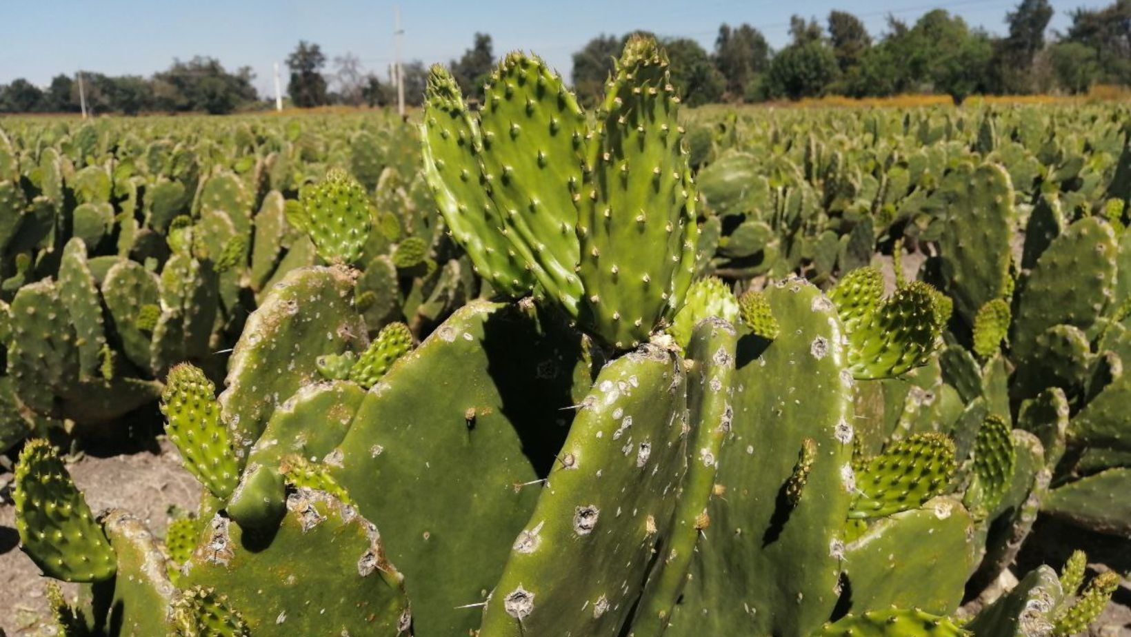 Valtierrilla se ha vuelto ‘La capital mundial del nopal’ en Salamanca por su sabor único