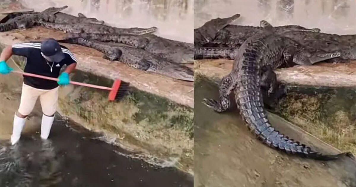 ¡Que miedo! Hombre se vuelve viral al limpiar estanque de cocodrilos