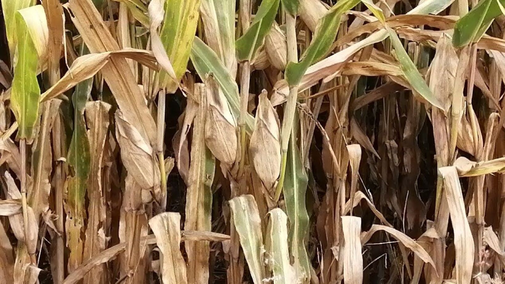 Lluvias en Guanajuato no han sido suficientes para cultivos de maíz y sorgo