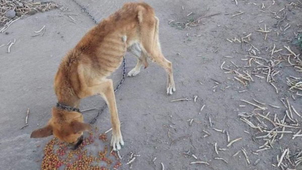 Abandonan a perritos en campo de futbol de San José Iturbide; estaban amarrados y llevaban días sin comer 