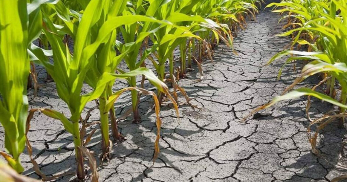 Falta de lluvias en Pénjamo deja campos en sequía; advierten por mal temporal