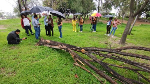 Ambientalistas denuncian talas en el Eco Parque de Salamanca; autoridades asegura que se cayeron solos