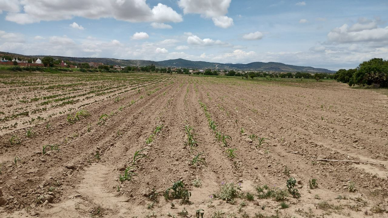 Cosecha de campesinos en Ocampo queda en 0% por segundo año seguido