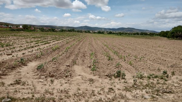 Campesinos denuncian abandono del campo en Guanajuato; acusan falta de recursos federales