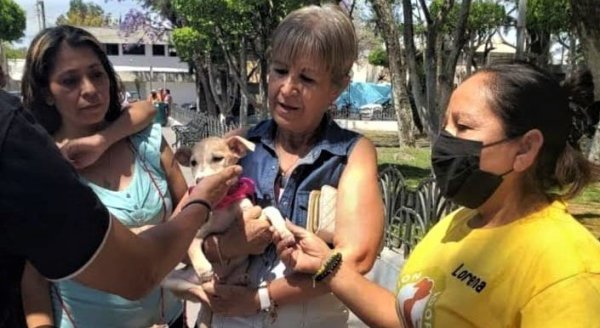 Kioskos de adopción logran hallar hogar para 110 perros en Celaya