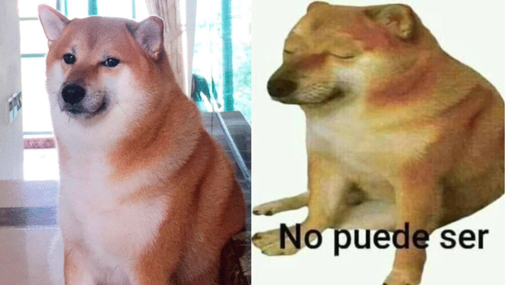 ¿Por qué se hizo famoso Cheems? El perrito que se volvió meme 