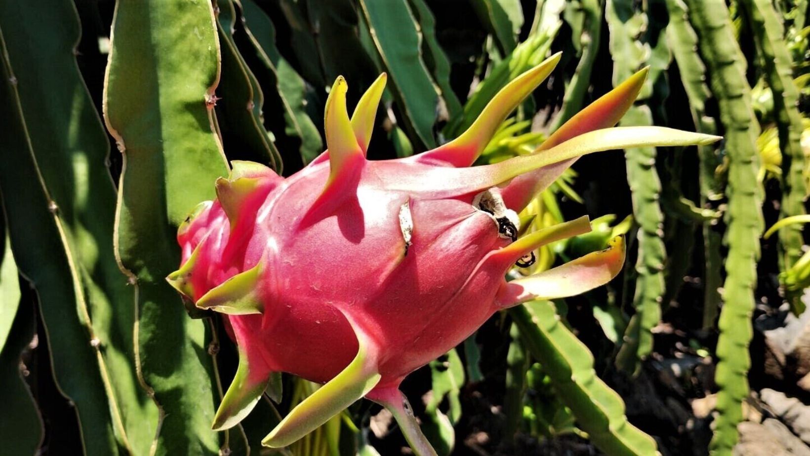 La pitahaya de Ocurio, Yuriria: Un cultivo que enamora a Guanajuato