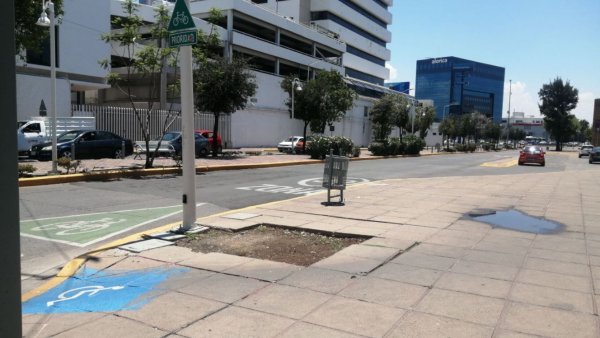 Medio Ambiente busca compra de 80 árboles para reponer ejemplares caídos por lluvias en León