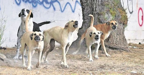 Jauría ataca a adulto mayor en colonia San Jerónimo de León