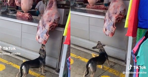 Perrito asalta una carnicería y se vuelve viral en redes sociales