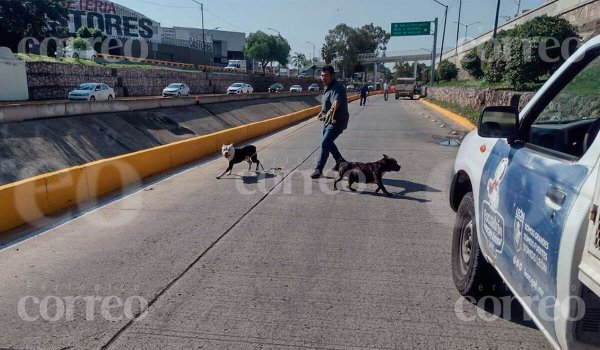 Aumentan mordeduras de perros en Guanajuato; Alondra y César de 4 y 2 años, entre las víctimas