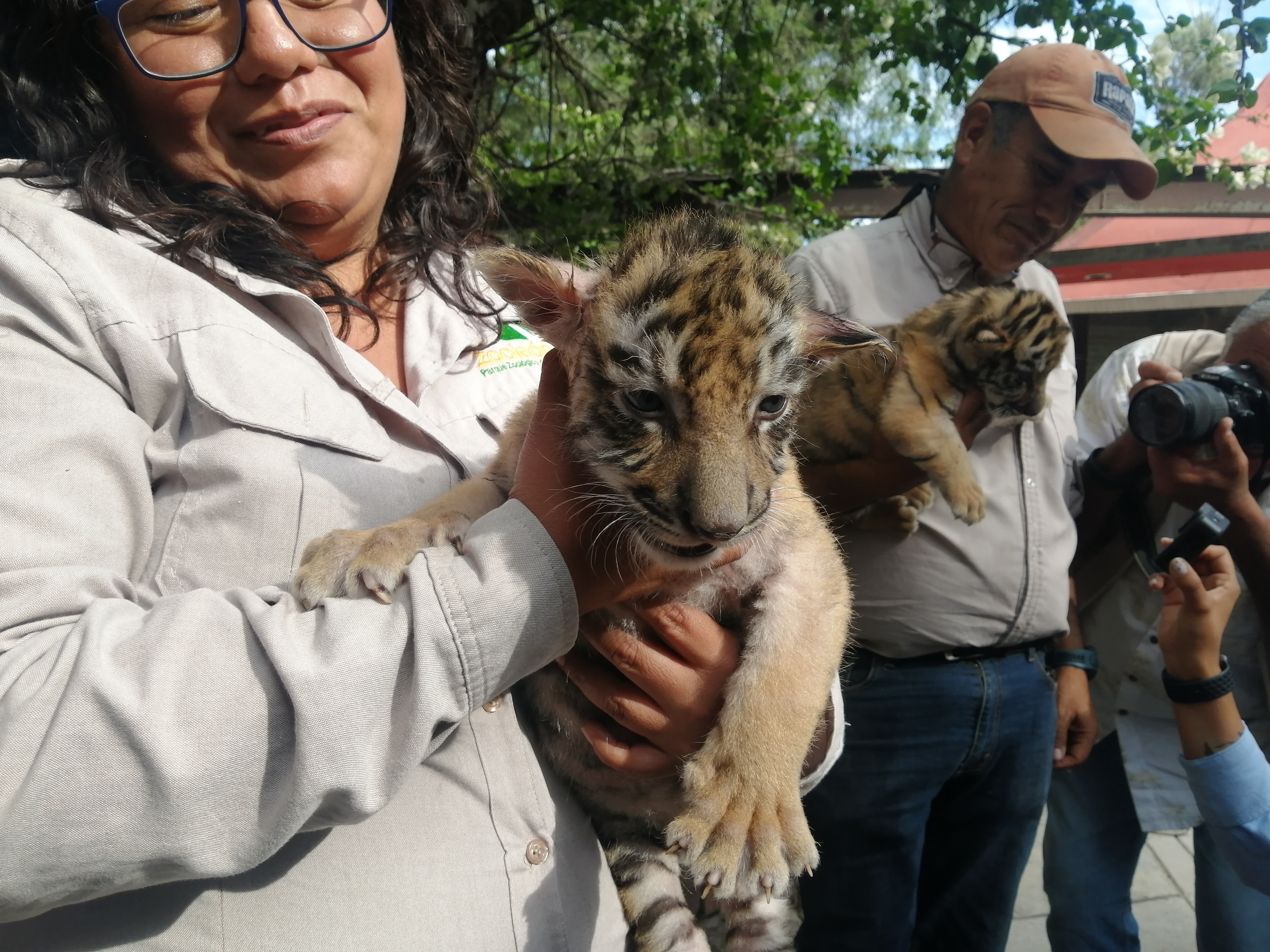 ¡Adorables! Nacen dos bebés tigresas en el zoológico de León; Ale Gutiérrez invita a ‘bautizarlas’ 