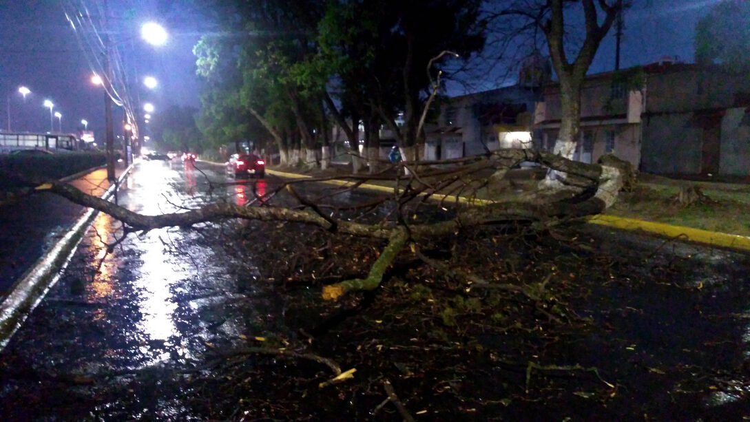 Lluvias en Irapuato han dejado encharcamientos y un árbol caído 