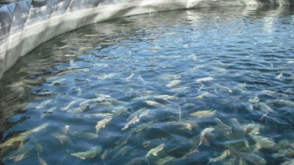 Agricultores se aventuran en acuacultura de peces y buscan revolucionar la pesca en Acámbaro