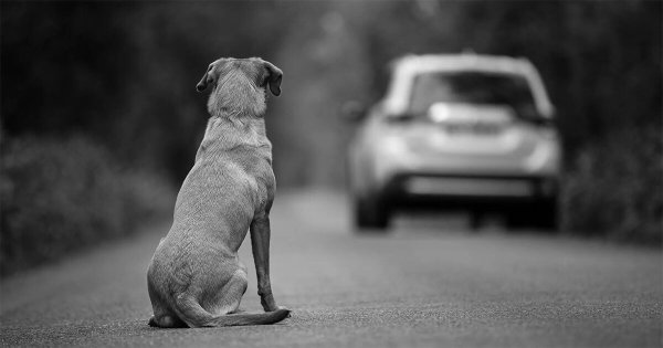 Aumentan al doble casos de perros abandonados en León, alerta CCBA