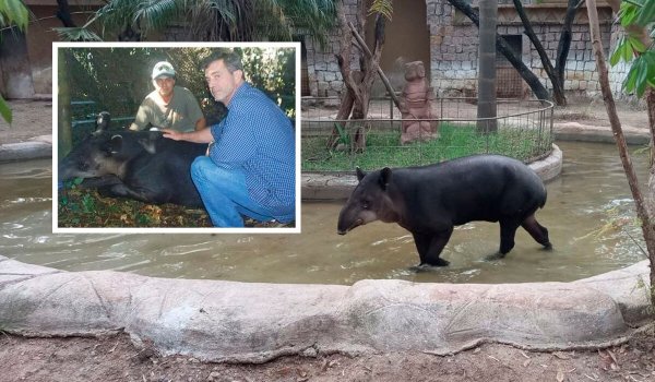 Zoológico de León pierde a tapir Scooter que salió en la película Apocalypto