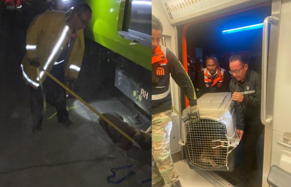 Perrito bloquea vías de la Línea 12 del Metro y provoca retraso por 4 horas