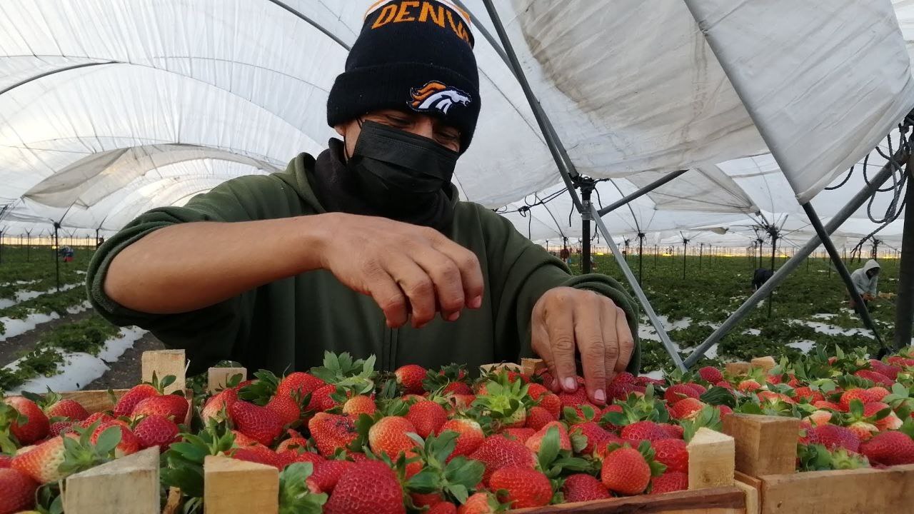 Freseros de Irapuato combaten pestalotia con nuevas variedades de la fruta