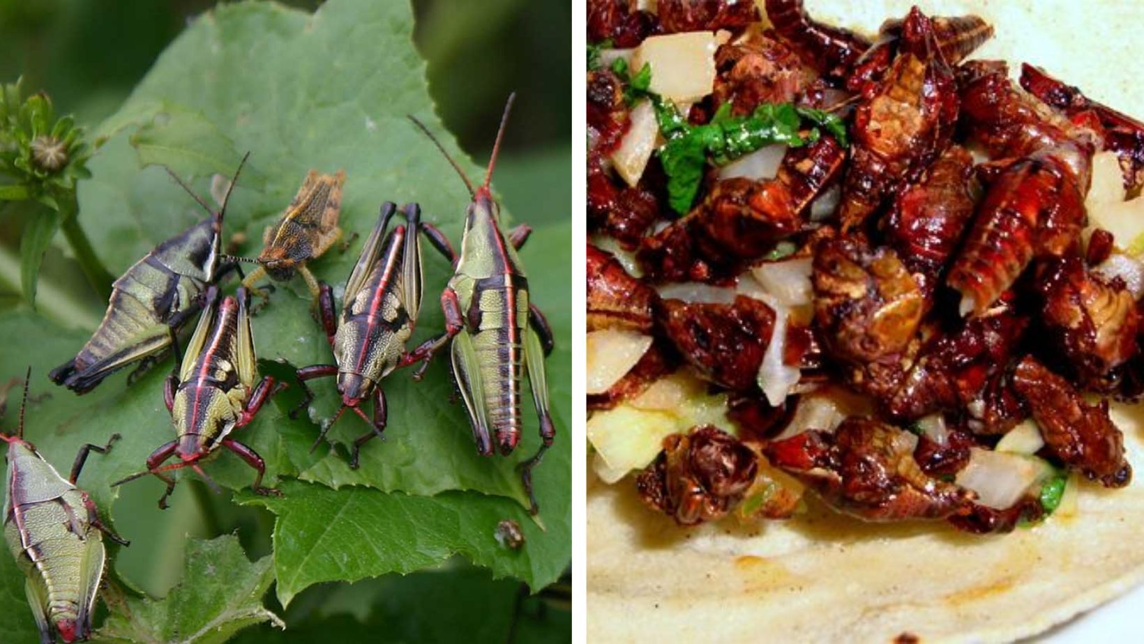 Chapulines en Guanajuato: de plaga, a una deliciosa alternativa de alimento