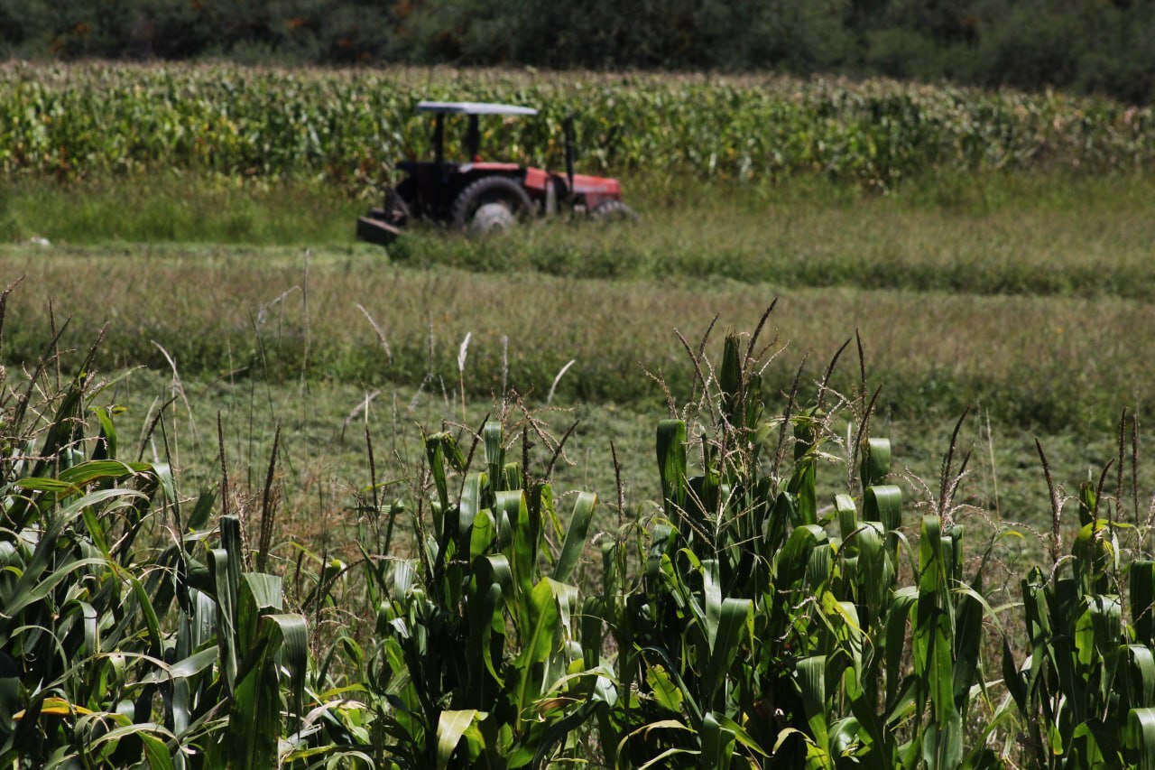 Productores de Guanajuato luchan por precio de garantía del maíz y enfrentan desafíos en el campo