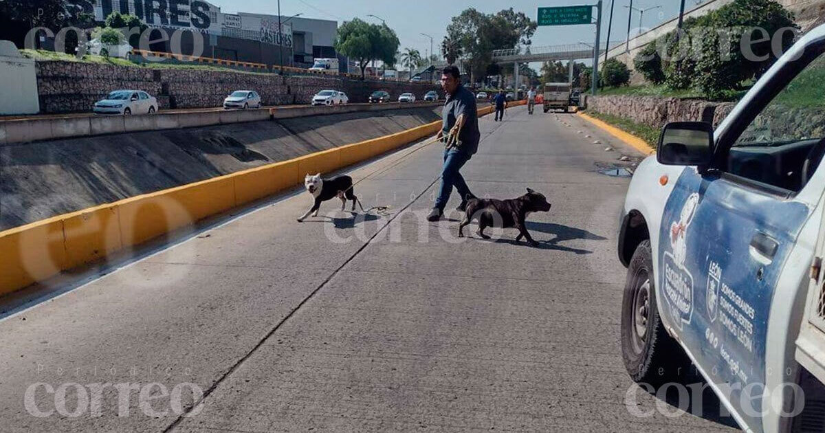 Adoptan a tres de los perros capturados en San Jerónimo de León, ¿sacrificarán a los demás? 